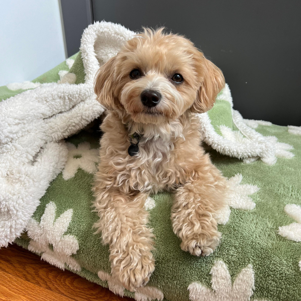 Dog Mattress