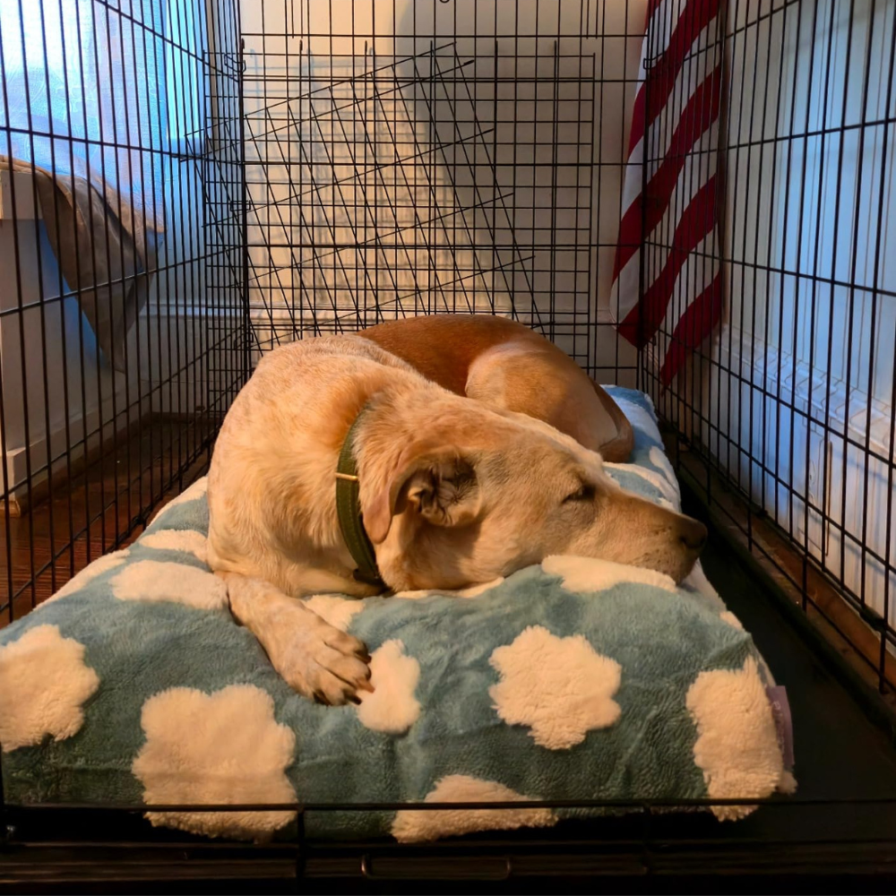 Dog Mattress